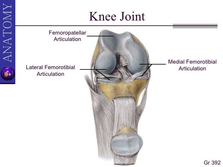 Hamstring And Popliteal Fossa Ii