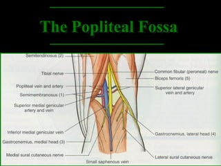 The Popliteal Fossa
The Popliteal Fossa
 