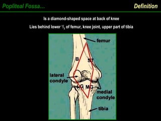 Popliteal Fossa… Definition
Is a diamond-shaped space at back of knee
Is a diamond-shaped space at back of knee
Lies behind lower
Lies behind lower 1
1
/
/3
3 of femur, knee joint, upper part of tibia
of femur, knee joint, upper part of tibia
 