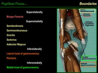 Popliteal Fossa… Boundaries
Superolaterally
Superolaterally
Biceps Femoris
Superomedially
Superomedially
Semitendinosis
Semimembranosus
Gracilis
Sartorius
Adductor Magnus
Inferolaterally
Inferolaterally
Lateral head of gastrocnemius
Plantaris
Inferomedially
Inferomedially
Medial head of gastrocnemius
 