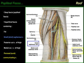 Popliteal Fossa… Roof
• Deep fascia (popliteal
Deep fascia (popliteal
fascia)
fascia)
• Superficial fascia
Superficial fascia
containing :
containing :
Fat
Fat
Small (short) saphenous v.
Posterior cut n. of thigh
Posterior cut n. of thigh
Medial cut. n. of thigh
Medial cut. n. of thigh
Peroneal (sural)
communicating n.
 