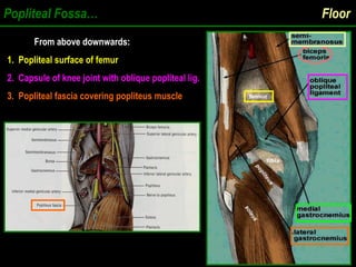 Popliteal Fossa… Floor
From above downwards:
From above downwards:
1. Popliteal surface of femur
2. Capsule of knee joint with oblique popliteal lig.
3. Popliteal fascia covering popliteus muscle
 