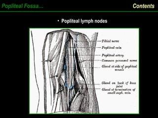 Popliteal Fossa… Contents
• Popliteal lymph nodes
Popliteal lymph nodes
 