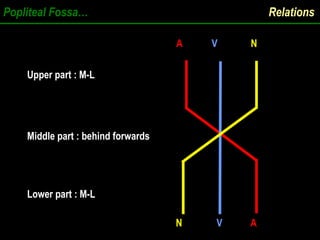 Popliteal Fossa… Relations
Upper part : M-L
Upper part : M-L
Middle part : behind forwards
Middle part : behind forwards
Lower part : M-L
Lower part : M-L
A V N
N V A
 