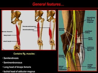 General features…
Contains ffg. muscles:
• Semitendinosis
Semitendinosis
• Semimembranosus
Semimembranosus
• Long head of biceps femoris
Long head of biceps femoris
• Ischial head of adductor magnus
Ischial head of adductor magnus
 