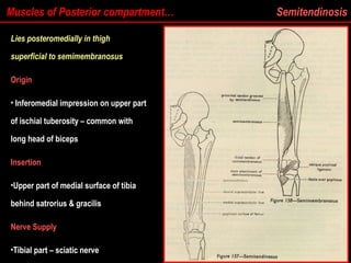 Muscles of Posterior compartment… Semitendinosis
Lies posteromedially in thigh
superficial to semimembranosus
Origin
• Inferomedial impression on upper part
Inferomedial impression on upper part
of ischial tuberosity – common with
of ischial tuberosity – common with
long head of biceps
long head of biceps
Insertion
•Upper part of medial surface of tibia
Upper part of medial surface of tibia
behind satrorius & gracilis
behind satrorius & gracilis
Nerve Supply
•Tibial part – sciatic nerve
Tibial part – sciatic nerve
 