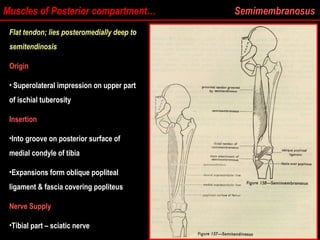 Flat tendon; lies posteromedially deep to
semitendinosis
Origin
• Superolateral impression on upper part
Superolateral impression on upper part
of ischial tuberosity
of ischial tuberosity
Insertion
•Into groove on posterior surface of
Into groove on posterior surface of
medial condyle of tibia
medial condyle of tibia
•Expansions form oblique popliteal
Expansions form oblique popliteal
ligament & fascia covering popliteus
ligament & fascia covering popliteus
Nerve Supply
•Tibial part – sciatic nerve
Tibial part – sciatic nerve
Muscles of Posterior compartment… Semimembranosus
 