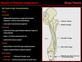 Muscles of Posterior compartment… Biceps Femoris
Has 2 heads of origin; lies posterolaterally
Origin
Long Head
• Inferomedial impression on upper part of ischial
Inferomedial impression on upper part of ischial
tuberosity – common with semtendinosis
tuberosity – common with semtendinosis
• Lower part of sacrotuberous ligament
Lower part of sacrotuberous ligament
Short Head
• Lateral lip of linea aspera between adductor magnus &
Lateral lip of linea aspera between adductor magnus &
vastus lateralis
vastus lateralis
• Upper
Upper 2
2
/
/3
3 of lateral supracondylar line
of lateral supracondylar line
• Lateral intermuscular septum
Lateral intermuscular septum
Insertion
• Head of fibula in front of its apex (styloid process)
Head of fibula in front of its apex (styloid process)
• Tendon is split by fibular collateral ligament
Tendon is split by fibular collateral ligament
Nerve Supply
• Long head – Tibial part of sciatic nerve
Tibial part of sciatic nerve
• Short head – Common peroneal part of sciatic nerve
Common peroneal part of sciatic nerve
 
