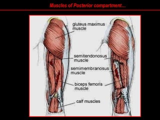 Muscles of Posterior compartment…
 