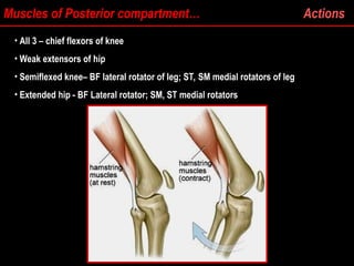 Muscles of Posterior compartment… Actions
• All 3 – chief flexors of knee
All 3 – chief flexors of knee
• Weak extensors of hip
Weak extensors of hip
• Semiflexed knee– BF lateral rotator of leg; ST, SM medial rotators of leg
Semiflexed knee– BF lateral rotator of leg; ST, SM medial rotators of leg
• Extended hip - BF Lateral rotator; SM, ST medial rotators
Extended hip - BF Lateral rotator; SM, ST medial rotators
 