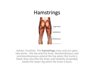 Hamstrings
Action: Function. The hamstrings cross and act upon
two joints - the hip and the knee. Semitendinosus and
semimembranosus extend the hip when the trunk is
fixed; they also flex the knee and medially (inwardly)
rotate the lower leg when the knee is bent.
 