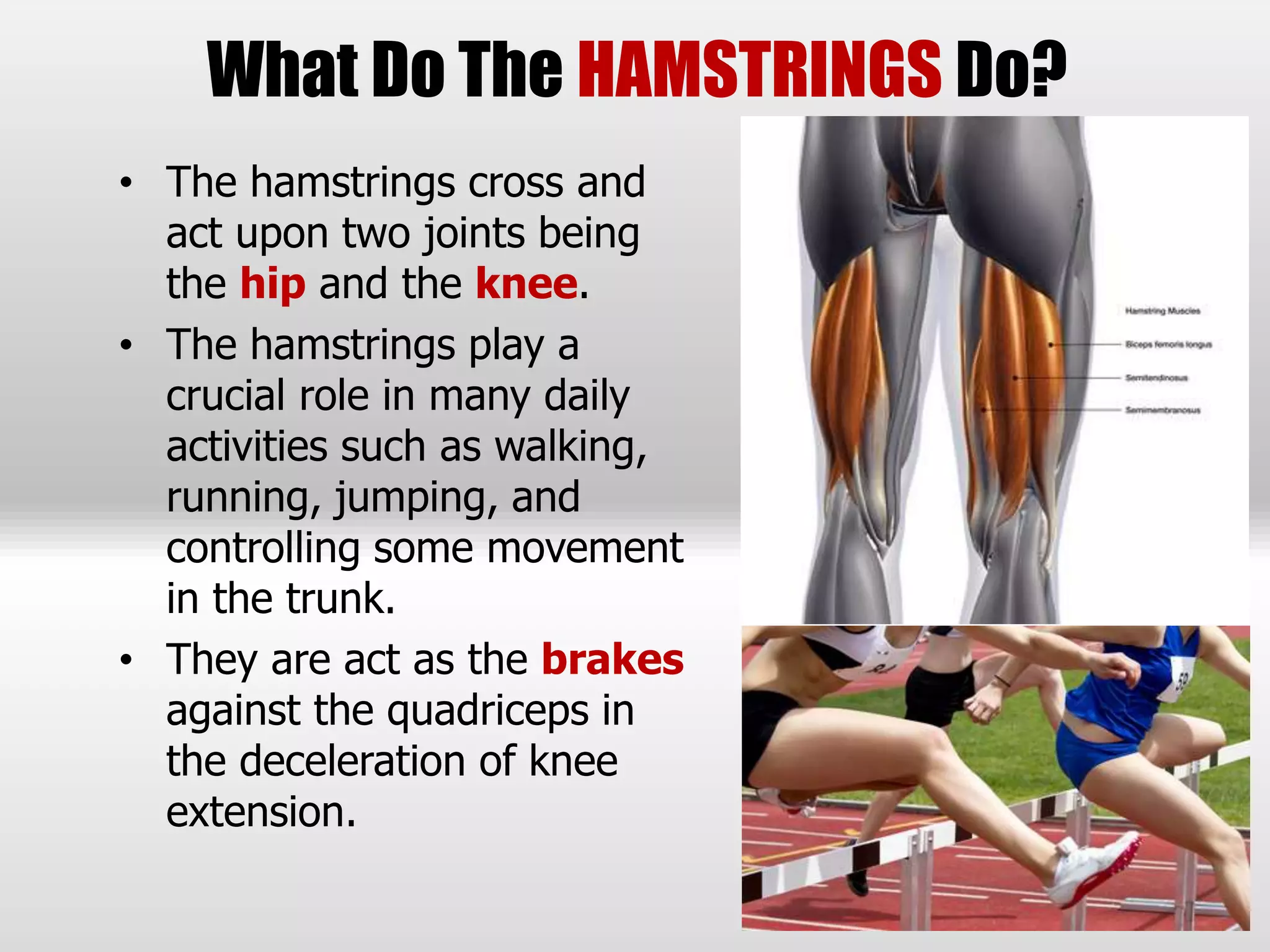 What Do The HAMSTRINGS Do?
• The hamstrings cross and
act upon two joints being
the hip and the knee.
• The hamstrings play a
crucial role in many daily
activities such as walking,
running, jumping, and
controlling some movement
in the trunk.
• They are act as the brakes
against the quadriceps in
the deceleration of knee
extension.
 