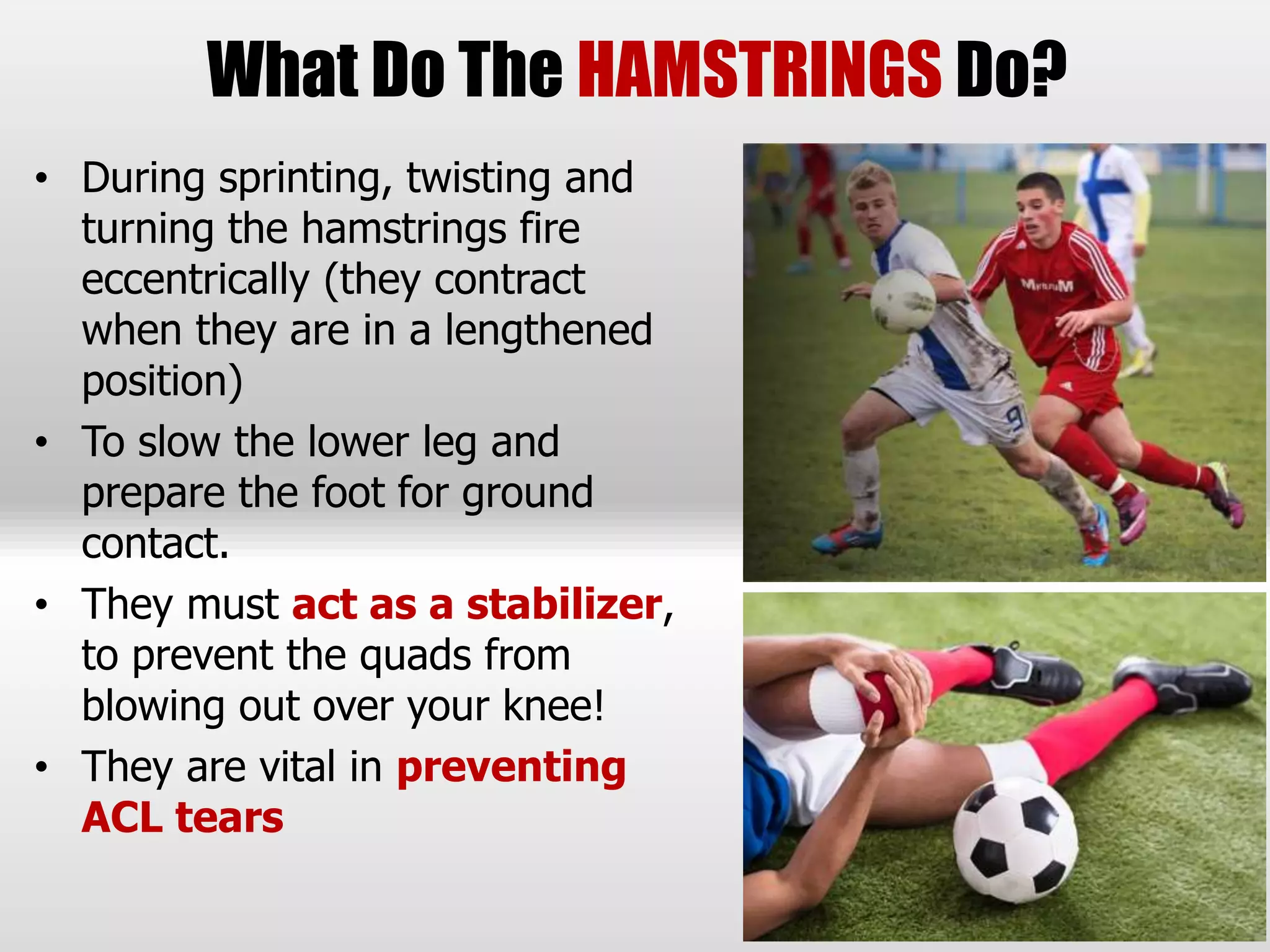 What Do The HAMSTRINGS Do?
• During sprinting, twisting and
turning the hamstrings fire
eccentrically (they contract
when they are in a lengthened
position)
• To slow the lower leg and
prepare the foot for ground
contact.
• They must act as a stabilizer,
to prevent the quads from
blowing out over your knee!
• They are vital in preventing
ACL tears
 