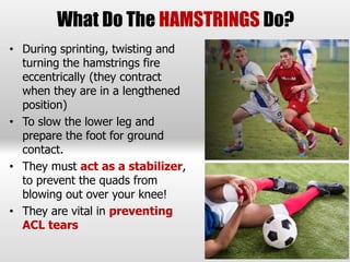 Understanding Hamstring Muscles & Their Role With Stability | PPTX