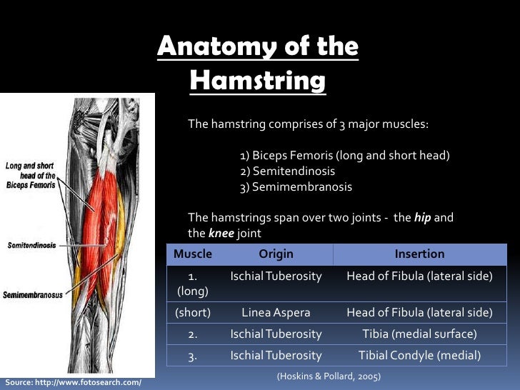 Hamstring strain pp