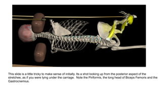 This slide is a little tricky to make sense of initially. Its a shot looking up from the posterior aspect of the
stretchee, as if you were lying under the carriage. Note the Piriformis, the long head of Biceps Femoris and the
Gastrocnemius.
 