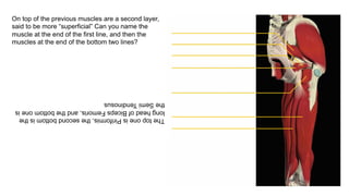 On top of the previous muscles are a second layer,
said to be more “superficial” Can you name the
muscle at the end of the first line, and then the
muscles at the end of the bottom two lines?
	
  
	
  
ThetoponeisPiriformis,thesecondbottomisthe
longheadofBicepsFemoris,andthebottomoneis
theSemiTendinosus
 