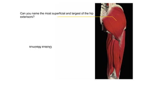 Can you name the most superficial and largest of the hip
extensors?
GluteusMaximus
 