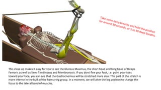This	
  close	
  up	
  makes	
  it	
  easy	
  for	
  you	
  to	
  see	
  the	
  Gluteus	
  Maximus,	
  the	
  short	
  head	
  and	
  long	
  head	
  of	
  Biceps	
  
Femoris	
  as	
  well	
  as	
  Semi	
  Tendinosus	
  and	
  Membranosis.	
  If	
  you	
  dorsi	
  ﬂex	
  your	
  foot,	
  i.e.	
  point	
  your	
  toes	
  
toward	
  your	
  face,	
  you	
  can	
  see	
  that	
  the	
  Gastrocnemius	
  will	
  be	
  stretched	
  more	
  also.	
  This	
  part	
  of	
  the	
  stretch	
  is	
  
more	
  intense	
  in	
  the	
  bulk	
  of	
  the	
  hamstring	
  group.	
  In	
  a	
  moment,	
  we	
  will	
  alter	
  the	
  leg	
  posi&on	
  to	
  change	
  the	
  
focus	
  to	
  the	
  lateral	
  band	
  of	
  muscles.	
  
Take	
  some	
  deep	
  breaths	
  and	
  hold	
  the	
  posi&on	
  
for	
  around	
  30	
  seconds,	
  or	
  5	
  to	
  10	
  deep	
  breaths.	
  
 