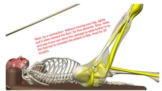 Next, try a contraction. Without moving your leg, lightly
pull it down toward the floor, for five seconds. Stop, relax,
and see if you can allow the carriage to slide further in to
the foot bar to increase the stretch a little. Hold for 20
breaths
 