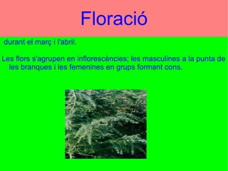 Hamza - Cristian - HIcham