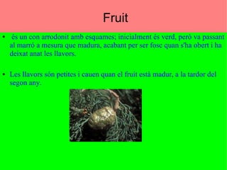 Hamza - Cristian - HIcham