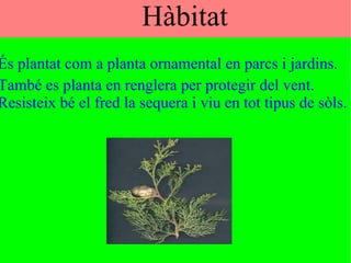 Hamza - Cristian - HIcham