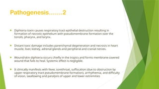Pathogenesis…….2
 Diphteria toxin causes respiratory tract epithelial destruction resulting in
formation of necrotic epithelium with pseudomembrane formation over the
tonsils, pharynx, and larynx.
 Distant toxic damage includes parenchymal degeneration and necrosis in heart
muscle, liver, kidney, adrenal glands and peripheral and cranial nerves.
 Wound/skin diphteria occurs chiefly in the tropics and forms membrane-covered
wound that fails to heal. Systemic effect is negligible.
 It clinically manifests with fever, sorethroat, suffocation (due to obstruction by
upper respiratory tract pseudomembrane formation), arrhythemia, and difficulty
of vision, swallowing and paralysis of upper and lower extremities
 