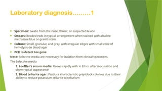 Laboratory diagnosis………1
 Specimen: Swabs from the nose, throat, or suspected lesion
 Smears: Beaded rods in typical arrangement when stained with alkaline
methylene blue or gram’s stain
 Culture: Small, granular, and gray, with irregular edges with small zone of
hemolysis on blood agar
 PCR to detect tox gene
Note: Selective media are necessary for isolation from clinical specimens.
The Selective media
1. Loeffler’s serum media: Grows rapidly with in 8 hrs. after inoculation and
show typical appearance
2. Blood tellurite agar: Produce characteristic grey-black colonies due to their
ability to reduce potassium tellurite to tellurium
 