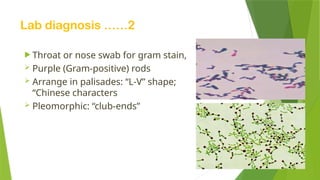 Lab diagnosis ……2
 Throat or nose swab for gram stain,
 Purple (Gram-positive) rods
 Arrange in palisades: “L-V” shape;
“Chinese characters
 Pleomorphic: “club-ends”
 