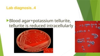 Lab diagnosis..4
Blood agar+potassium tellurite,
tellurite is reduced intracellularly
 