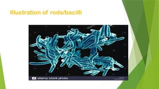 Illustration of rods/bacilli
 