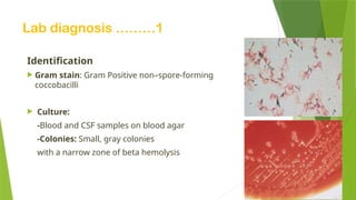 Lab diagnosis ………1
Identification
 Gram stain: Gram Positive non–spore-forming
coccobacilli
 Culture:
-Blood and CSF samples on blood agar
-Colonies: Small, gray colonies
with a narrow zone of beta hemolysis
 