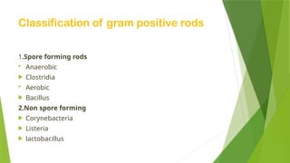 Classification of gram positive rods
1.Spore forming rods
 Anaerobic
 Clostridia
 Aerobic
 Bacillus
2.Non spore forming
 Corynebacteria
 Listeria
 lactobacillus
 
