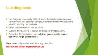 Lab diagnosis
 Lab diagnosis is usually difficult since the bacteria is a common
contaminant of specimen sample, however the following can be
used to identify the bacteria
 Gram positive rods in pair or chain
 Culture- the bacteria is grown and gas chromatography.
 Oxidation fermentation test- original green media turns
yellow in Hugh-Leifson test
Treatment is by use of antibiotic e.g. pencillins
NOTE: Read about Erysipelothrix spp
 