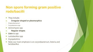 Non spore forming gram positive
rods/bacilli
 They include;
A. Irregular shaped or pleomorphics
 Propionibacterium
 Corynebacteria spp
 Actinomyces spp
A. Regular shapes
 Listeria spp
 Lactobacillus spp
 Erysipelothirx
 Note ;our main emphasis is on corynebacterium, listeria and
lactobacillus
 
