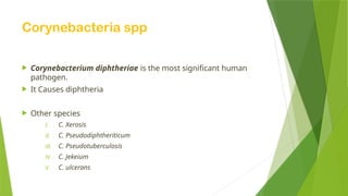 Corynebacteria spp
 Corynebacterium diphtheriae is the most significant human
pathogen.
 It Causes diphtheria
 Other species
I. C. Xerosis
II. C. Pseudodiphtheriticum
III. C. Pseudotuberculosis
IV. C. Jekeium
V. C. ulcerans
 