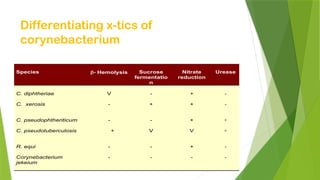Differentiating x-tics of
corynebacterium
Species  Hemolysis Sucrose
fermentatio
n
Nitrate
reduction
Urease
C. diphtheriae
C. xerosis
V
-
-
+
+
+
-
-
C. pseudophtheriticum
C. pseudotuberculosis
-
+
-
V
+
V
+
+
R. equi
Corynebacterium
jekeium
-
-
-
-
+
-
-
-
 