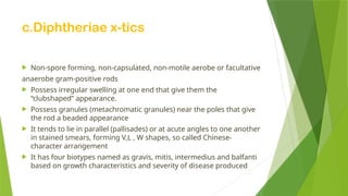 c.Diphtheriae x-tics
 Non-spore forming, non-capsulated, non-motile aerobe or facultative
anaerobe gram-positive rods
 Possess irregular swelling at one end that give them the
“clubshaped” appearance.
 Possess granules (metachromatic granules) near the poles that give
the rod a beaded appearance
 It tends to lie in parallel (pallisades) or at acute angles to one another
in stained smears, forming V,L , W shapes, so called Chinese-
character arrangement
 It has four biotypes named as gravis, mitis, intermedius and balfanti
based on growth characteristics and severity of disease produced
 