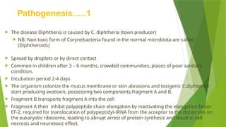 Pathogenesis…..1
 The disease Diphtheria is caused by C. diphtheria (toxin producer)
 NB: Non toxic form of Corynebacteria found in the normal microbiota are called
(Diphtheroids)
 Spread by droplets or by direct contact
 Common in children after 3 – 6 months, crowded communities, places of poor sanitary
condition.
 Incubation period 2-4 days
 The organism colonize the mucus membrane or skin abrasions and toxigenic C.diphteriae
start producing exotoxin, possessing two components,fragment A and B.
 Fragment B transports fragment A into the cell
 Fragment A then inhibit polypeptide chain elongation by inactivating the elongation factor
EF-2, required for translocation of polypeptidyl-tRNA from the acceptor to the donor site on
the eukaryotic ribosome, leading to abrupt arrest of protein synthesis and result in cell
necrosis and neurotoxic effect.
 
