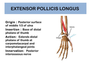 EXTENSOR POLLICIS LONGUS
Origin : Posterior surface
of middle 1/3 of ulna
Insertion : Base of distal
phalanx of thumb
Acti...