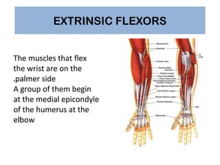 intrinsic and extrinsic muscles of the hand