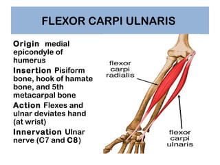 FLEXOR CARPI ULNARIS
Origin medial
epicondyle of
humerus
Insertion Pisiform
bone, hook of hamate
bone, and 5th
metacarpal ...