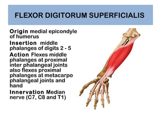 FLEXOR DIGITORUM SUPERFICIALIS
Origin medial epicondyle
of humerus
Insertion middle
phalanges of digits 2 - 5
Action Flexe...