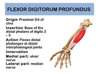 FLEXOR DIGITORUM PROFUNDUS
Origin Proximal 3/4 of
ulna
Insertion Base of the
distal phalanx of digits 2
–5
Action Flexes d...