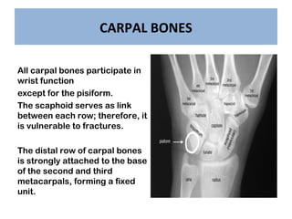 CARPAL BONES
All carpal bones participate in
wrist function
except for the pisiform.
The scaphoid serves as link
between e...