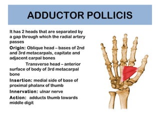 ADDUCTOR POLLICIS
It has 2 heads that are separated by
a gap through which the radial artery
passes
Origin: Oblique head –...