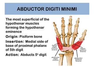 ABDUCTOR DIGITI MINIMI
The most superficial of the
hypothenar muscles
forming the hypothenar
eminence
Origin: Pisiform bon...