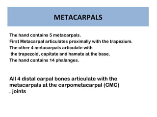 METACARPALS
The hand contains 5 metacarpals.
First Metacarpal articulates proximally with the trapezium.
The other 4 metac...