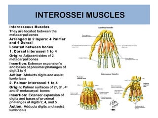 INTEROSSEI MUSCLES
Interosseous Muscles
They are located between the
metacarpal bones
Arranged in 2 layers: 4 Palmar
and 4...